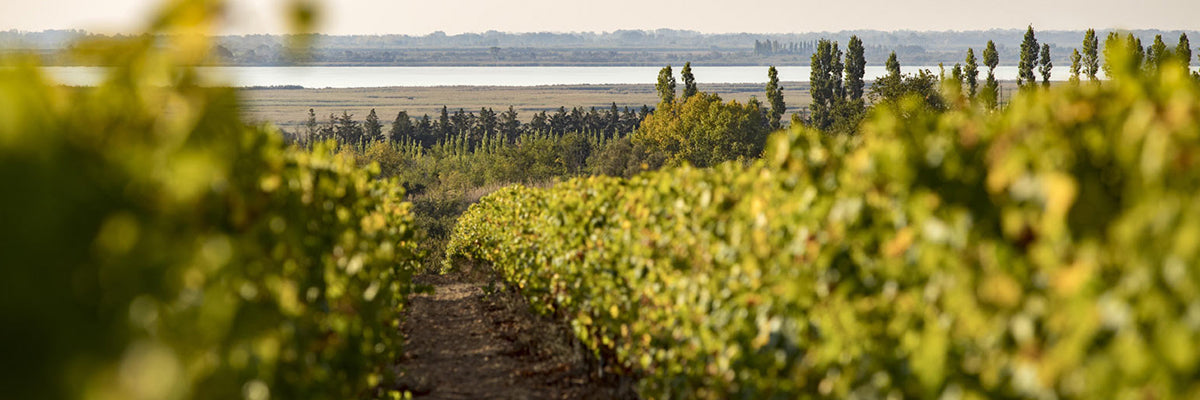 Chateau-Beaubois-Costieres-de-Nimes-cotes-du-Rhone-vinho-tinto