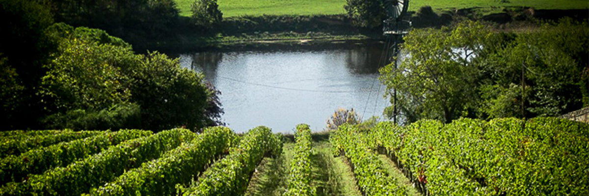 Domaine Charles Joguet vinho Loire Chinon