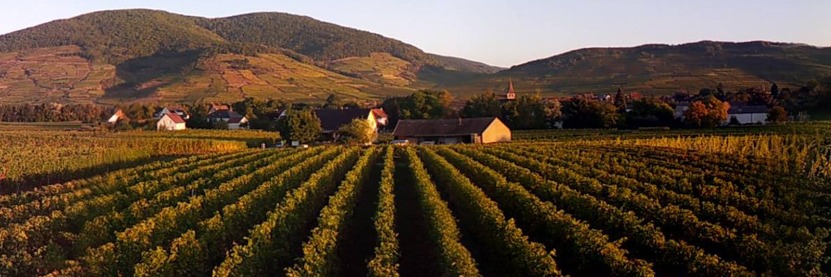 Domaine Christian Binner vin blanc grand Cru Alsace