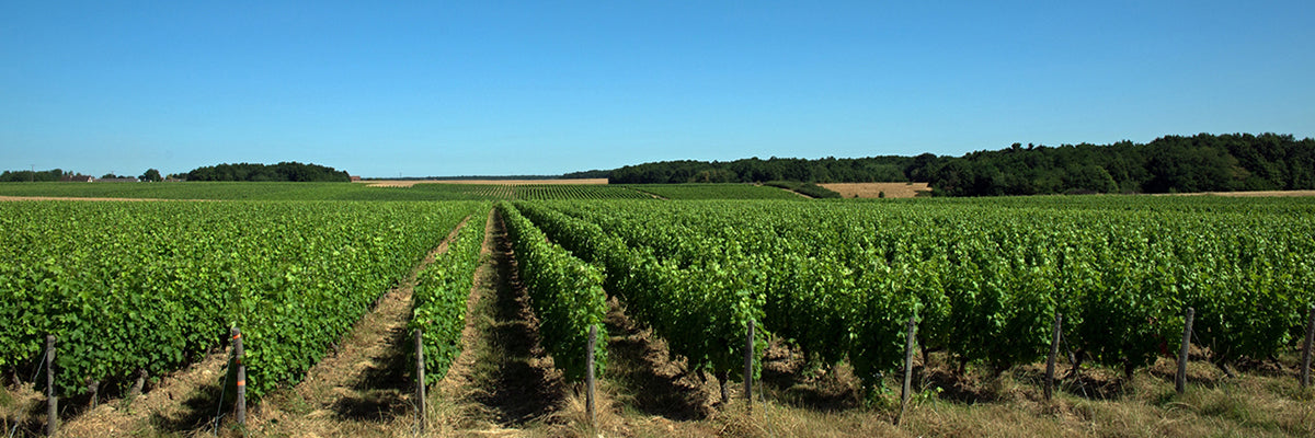 Domaine la Grange Tiphaine vinho Loire Anjou Touraine