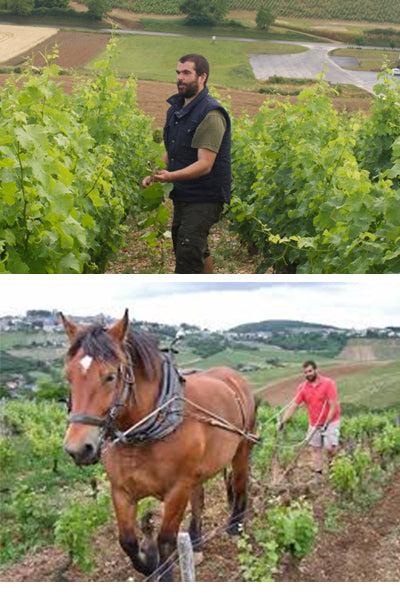 Domaine Sebastien Riffault Sancerre Loire vinho