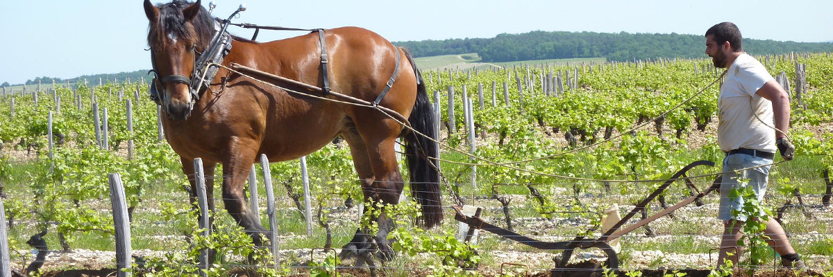 Domaine Sebastien Riffault Sancerre Loire vinho