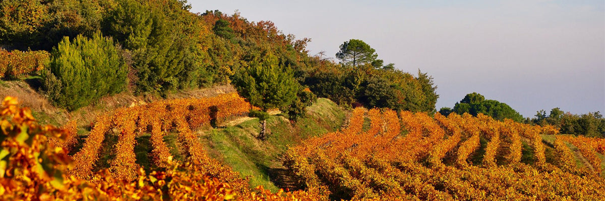 Domaine de la Réméjeanne cotes du rhone vinho tinto