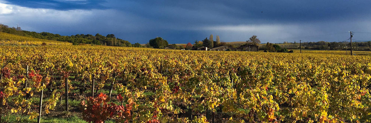Domaine du Bouscat Francois dubernard vinho Bordeaux grand cru