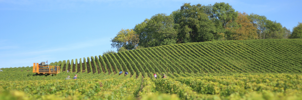 Vinhos franceses biodinâmicos, naturais e biológicos - regiões de vinho