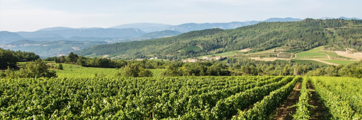 vinhos franceses do produtor Domaine Delmas Languedoc 400x600