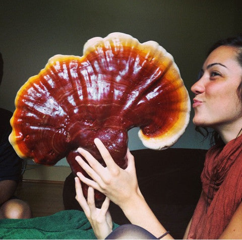 It's Like Herbal Yoga.  9 Reasons Every Yogi Should Try Reishi Mushroom.