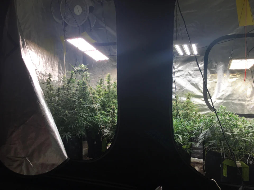 cultivo en carpa de cultivo indoor con lampara led y fertilizantes de advanced nutrients con tabla de nutricion y calendario de cultivo para autoflorecientes 