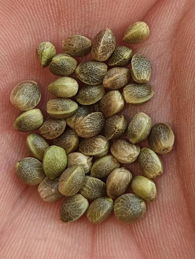 Tipos de semillas de marihuana - Growlobby