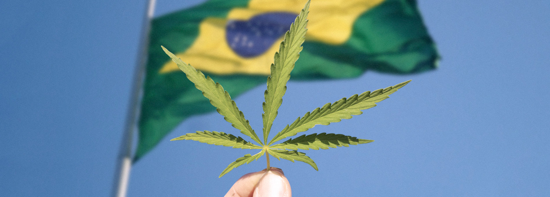 Cannabis en brasil