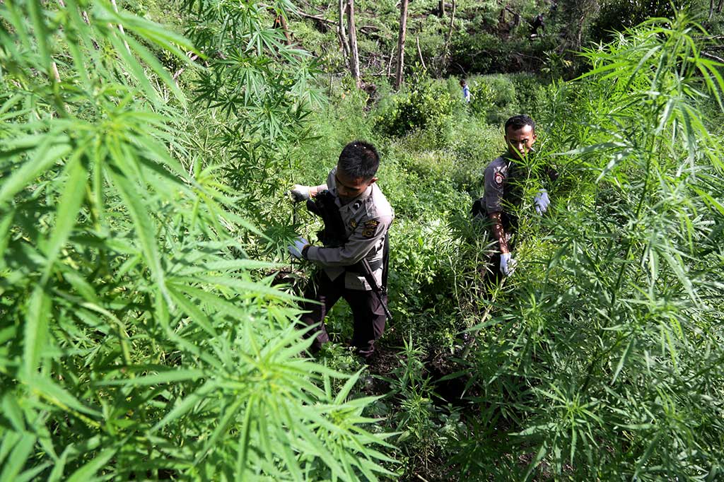 cannabis en indonesia y su legalidad