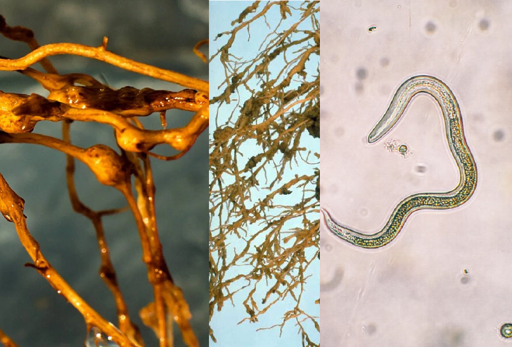 nematodos en tu cultivo