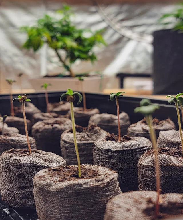 Semillas de cannabis semillas de marihuana semillas secas para plantar  aisladas sobre fondo blanco