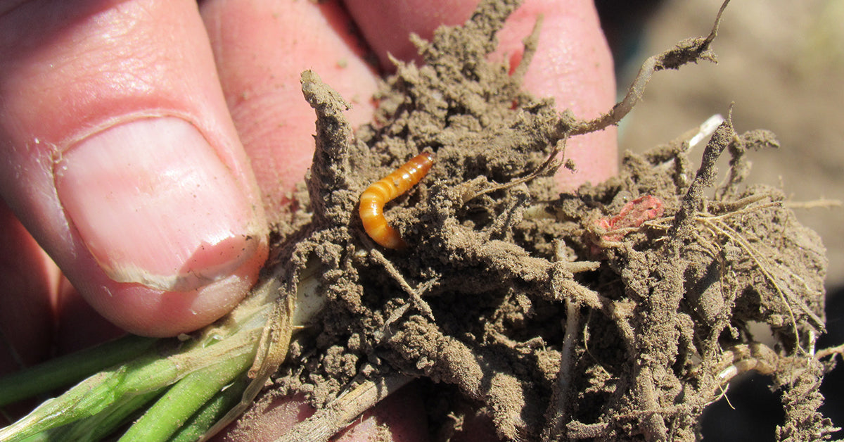 Wireworms o gorgojos hambrientos destructores de cultivos