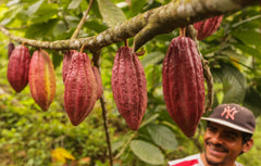 El Carmen cacao from Nicaragua