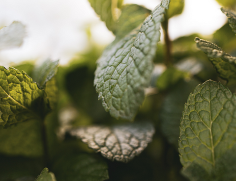 Mint_Leaves