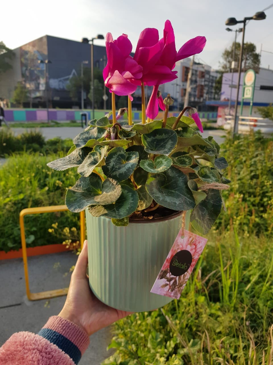 Planta Decorativa Violeta Imperial | Florería CDMX | Envío Gratis – Detallo  MX