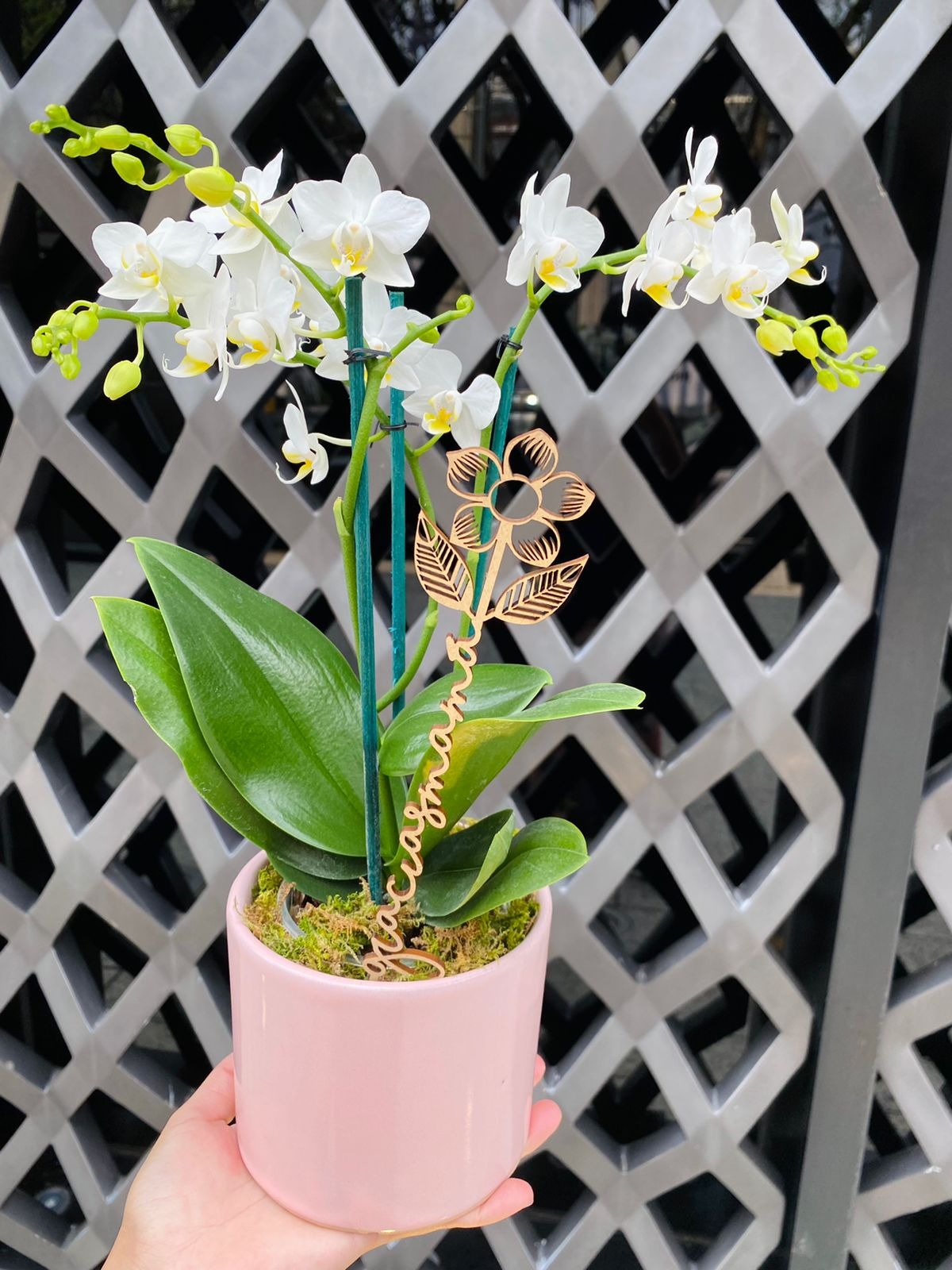 Orquídea en Maceta Mini – Detallo MX