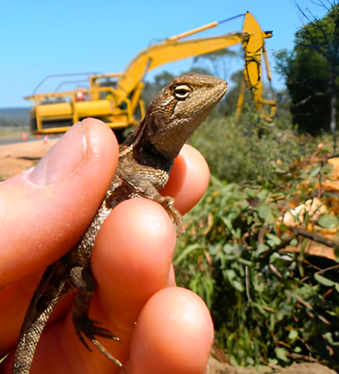 Lizard & Excavator - Fauna Spotter Catcher Services