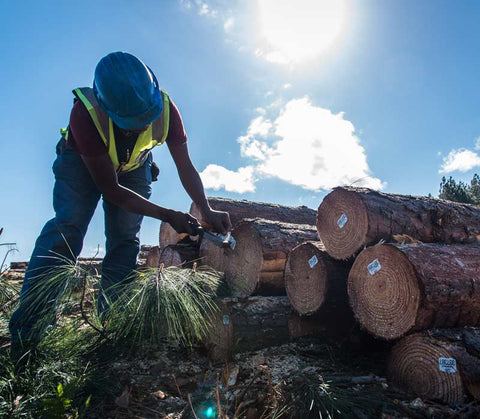 Forester busy with harvesting operations on MTO Group pine plantation