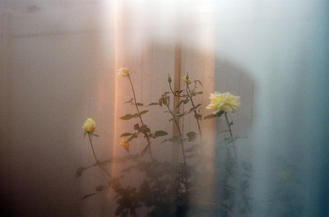 foggy photo of yellow roses