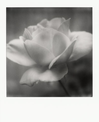black and white polaroid of a rose