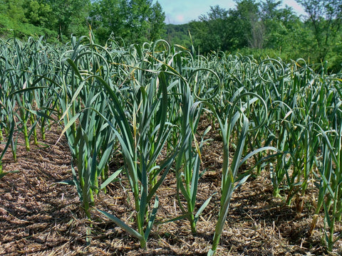 Garlicmaster knoflook planten