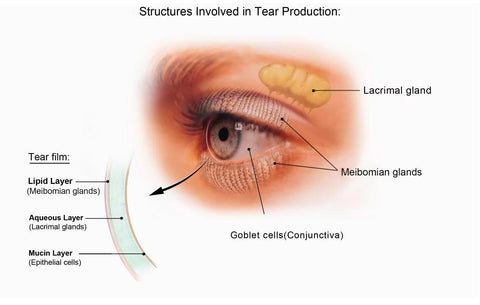 Structures in the eye involved in tear production