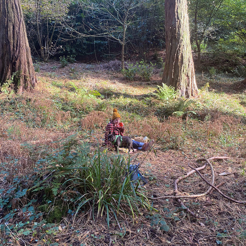 Picnic-In-The-Woods