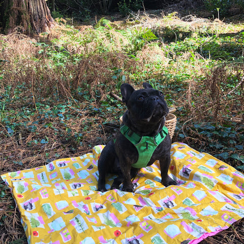 French-Bulldog-On-picnic-Blanket