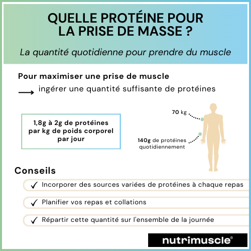 infographie quantité quotidienne de protéines pour prendre du muscle