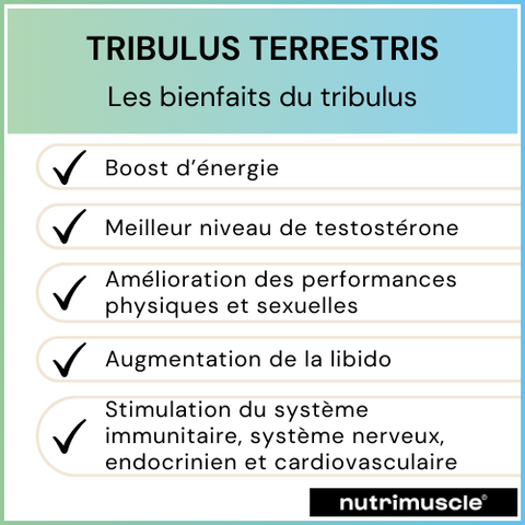 Bienfaits Tribulus Nutrimuscle