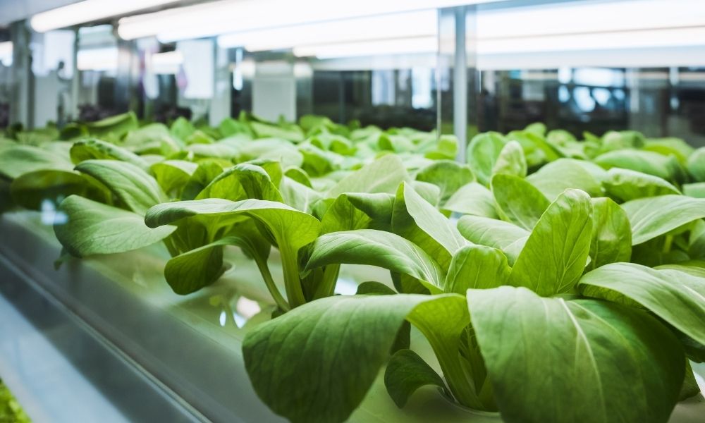 Guide To Sanitizing and Sterilizing Your Hydroponic System