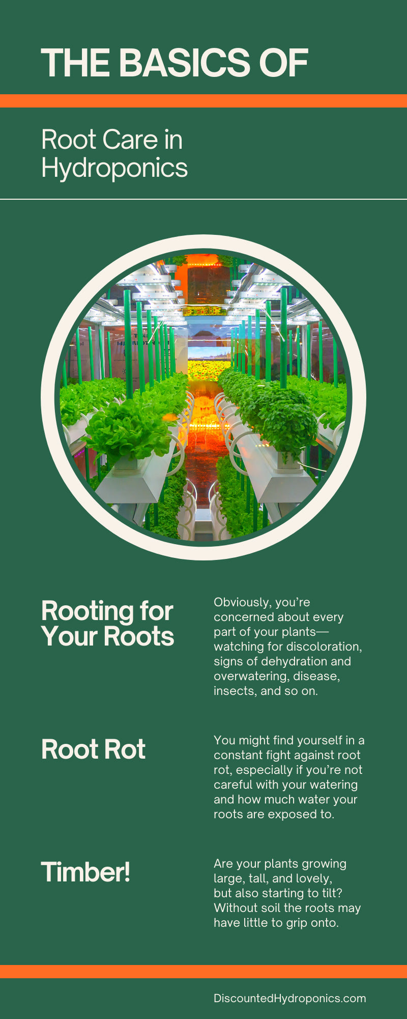 The Basics of Root Care in Hydroponics