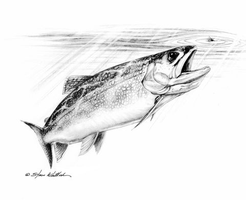 Brown Trout, Pencil Art, Steve Whitlock – Dryflyonline.com