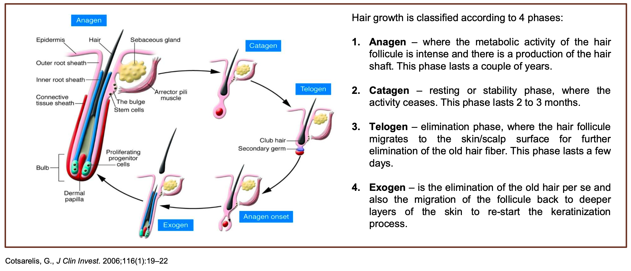 scientific-overview-hair-growth