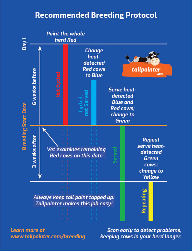 This is an infographic describing the four colour protocol for heat detection using tail paint.