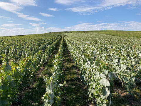 Vineyards in the Petit Moran