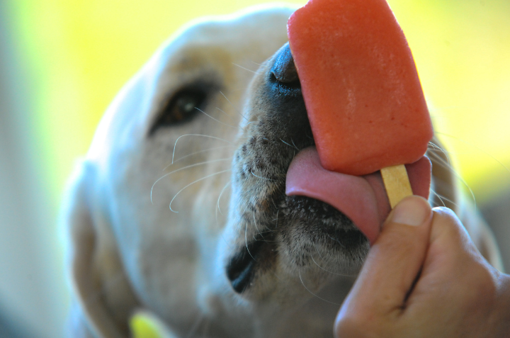 dog licking popsicle