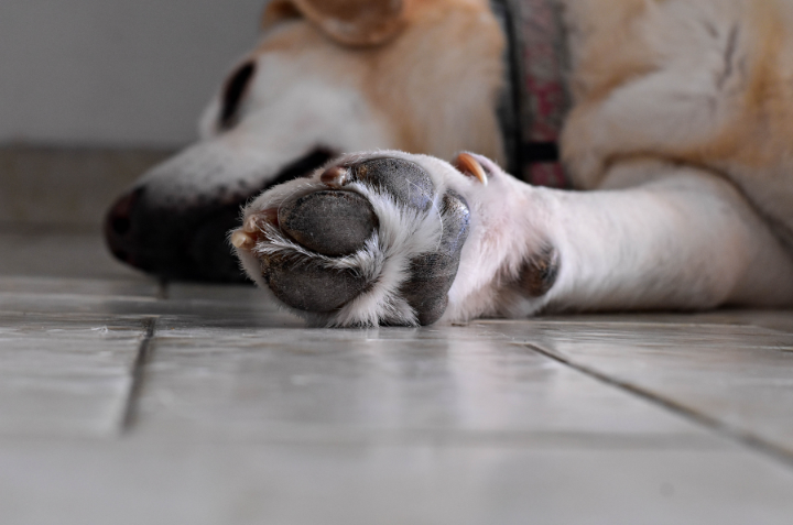 dog laying down on tile