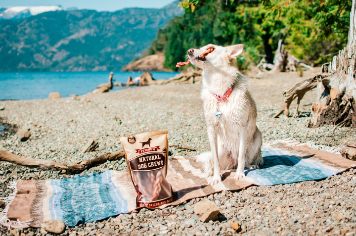 dog on beach towel with braided bully stick