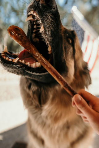 Dog learning to get rid of stinky dog breath with tips from Bully Bunches.