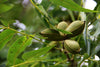 Pecan Tree