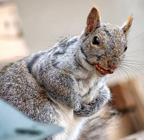 Hank the Fortune Favors squirrel with a pecan in its mouth