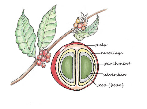 A drawing of a cross section of a coffee cherry