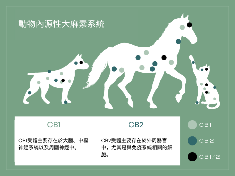 寵物CBD油如何發揮作用