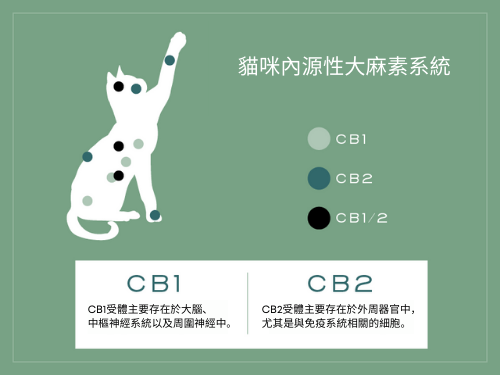  貓咪專用CBD油