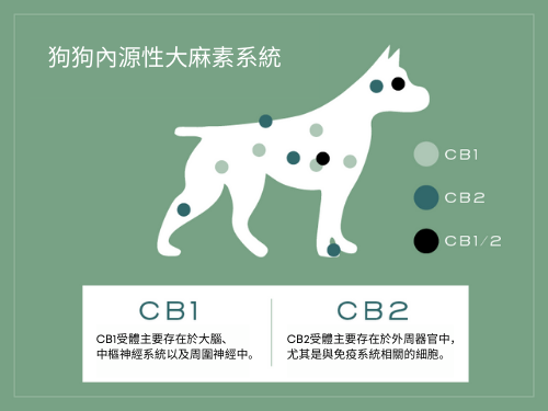 CBD油對狗狗有什麼作用？