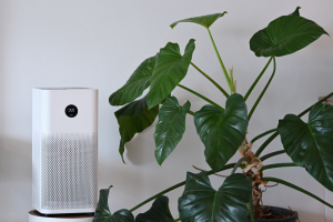 An air purifier and indoor plants can both help with boosting air quality.