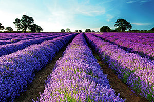 lavender field